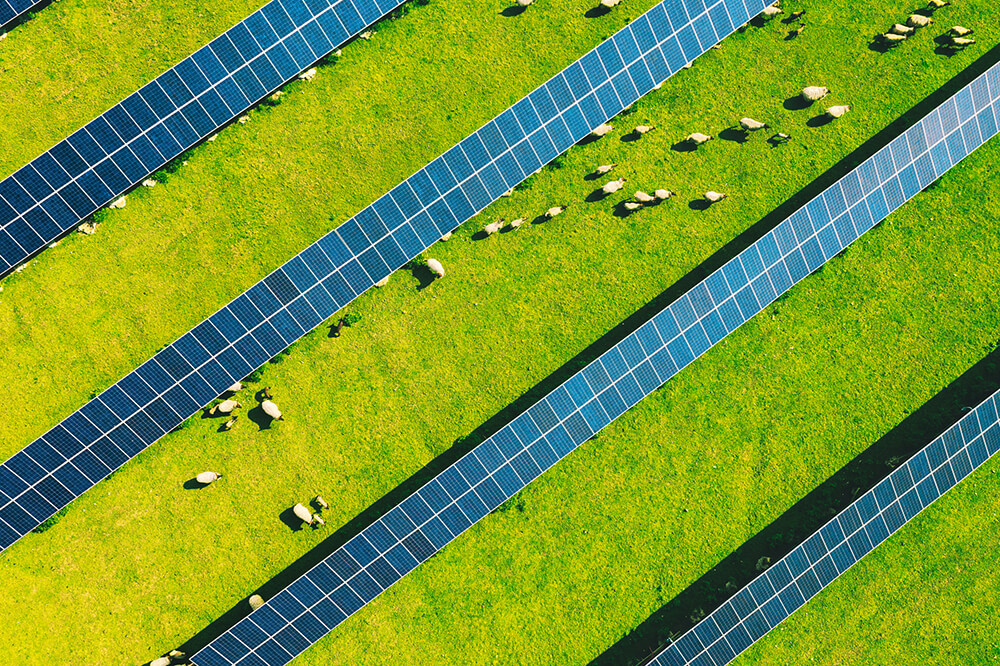 Solar Grazing Solar Panels Network USA