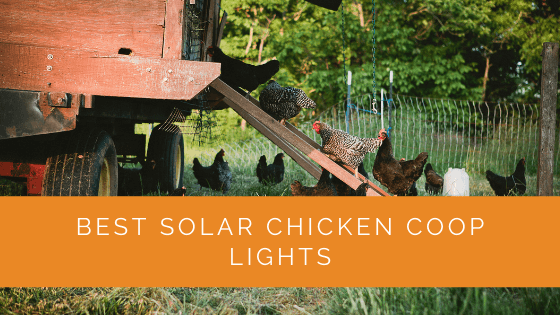 Best Solar Chicken Coop Lights