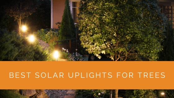 Best Solar Uplights for Trees