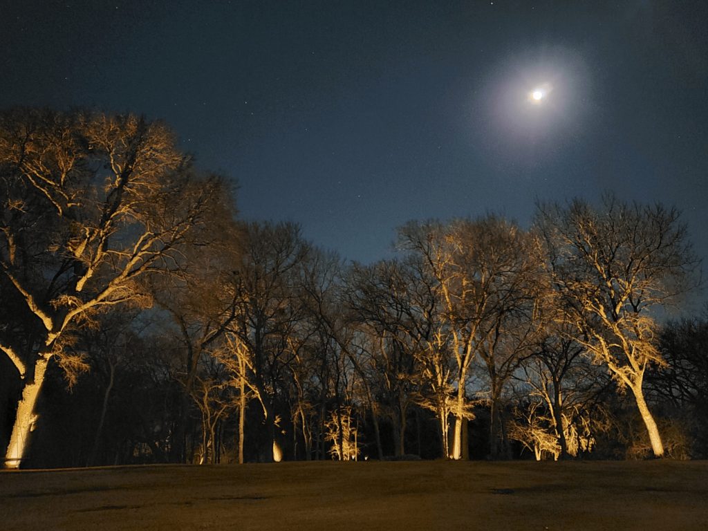 Best Solar Uplights for Trees for 2024 Dramatic Lighting for