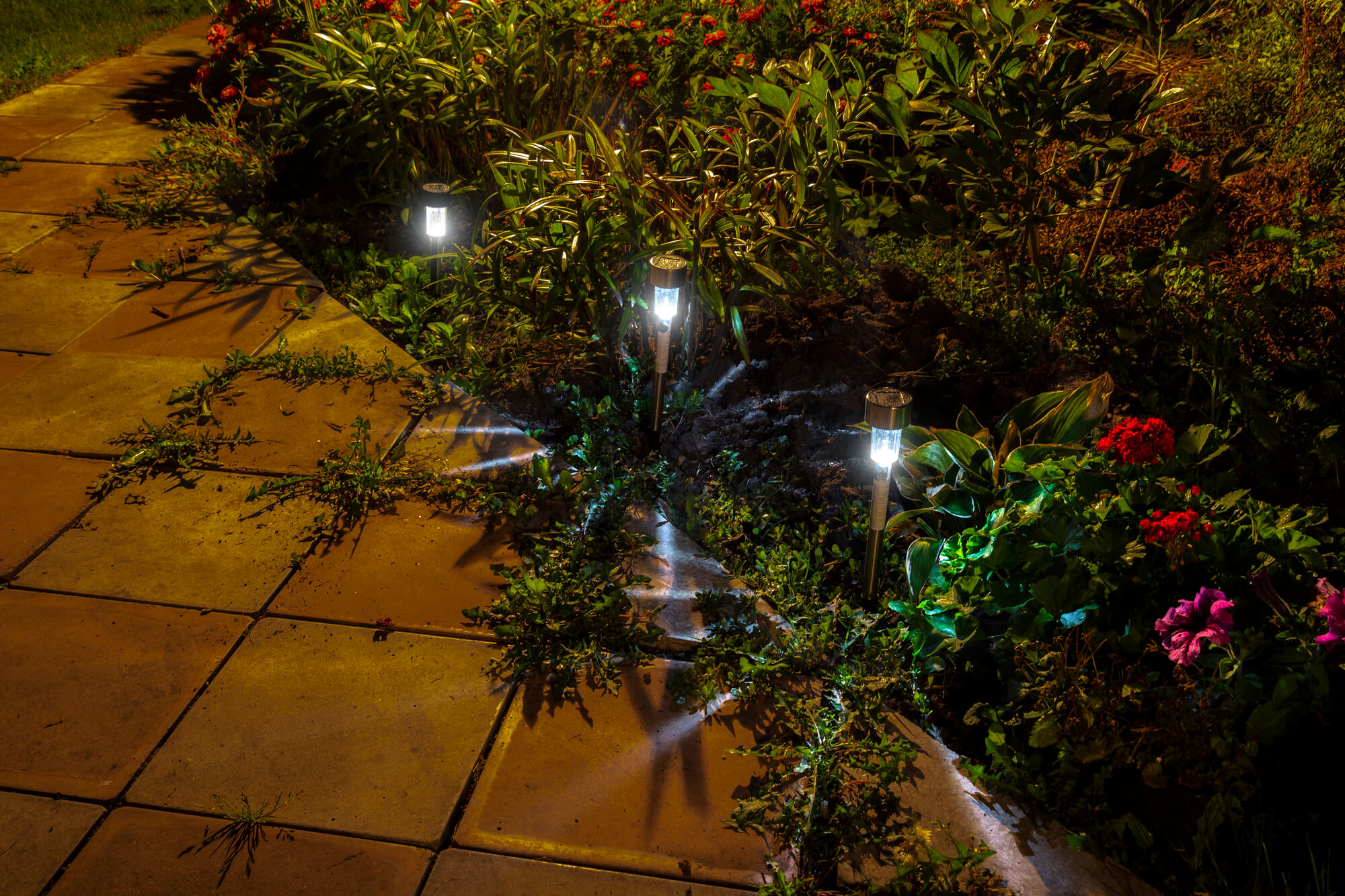 solar pathway lights illuminating a garden at night