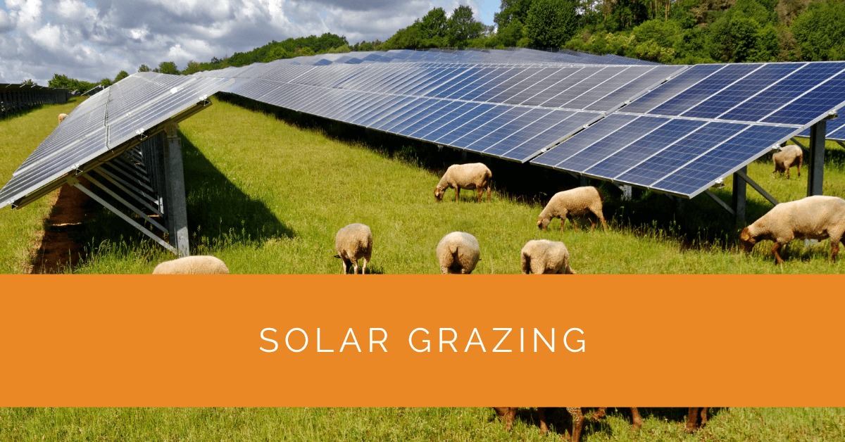 Solar Grazing