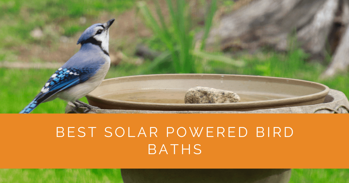 Best Solar Powered Bird Baths
